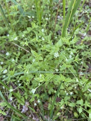 Moehringia