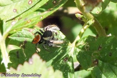 Phidippus insignarius