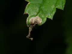 Agromyza pseudoreptans