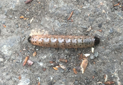 Apamea monoglypha