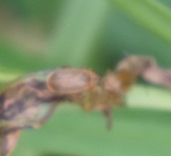 Galerucella calmariensis