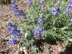 Lupinus lepidus sellulus