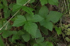 Rubus humulifolius