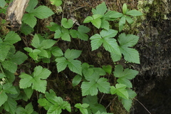 Rubus humulifolius