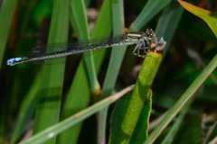 Pseudagrion draconis