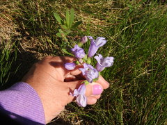 Penstemon fruticosus fruticosus
