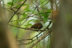 Thryophilus pleurostictus