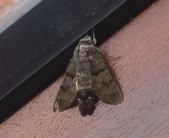 Macroglossum stellatarum