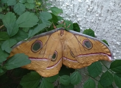 Antheraea paphia
