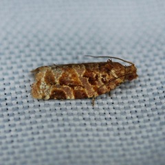 Argyrotaenia tabulana
