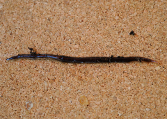 Arthurdendyus triangulatus