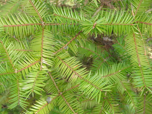 Florida torreya