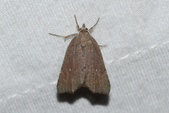 Cutina albopunctella