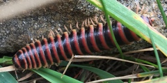 Apheloriini
