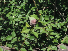 Eriosoma lanuginosum