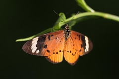Acraea encedon encedon