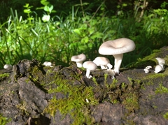 Pleurotus cornucopiae