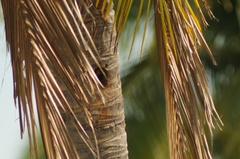 Melanerpes chrysogenys