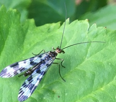 Panorpa carolinensis