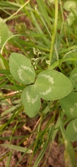 Trifolium repens