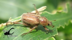 Ceraspis