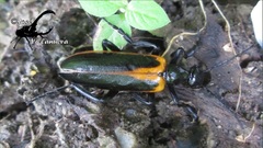 Lyttamorpha reichenbachii