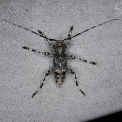 Graphisurus fasciatus