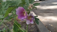 Alcea rosea