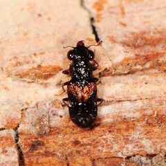 Megalopinus caelatus