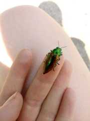 Eurythyrea aurata