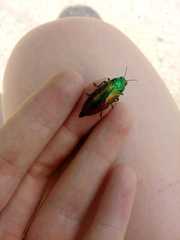 Eurythyrea aurata