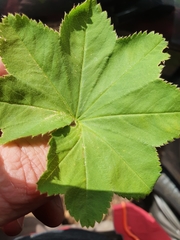 Alchemilla xanthochlora