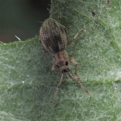 Calomycterus setarius