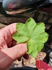 Alchemilla xanthochlora