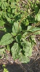 Plantago major