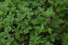 Rubus humulifolius