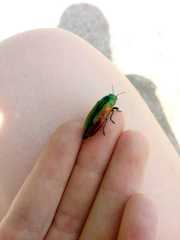 Eurythyrea aurata