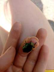 Eurythyrea aurata