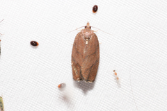 Argyrotaenia juglandana