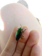 Eurythyrea aurata