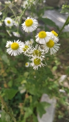 Erigeron annuus