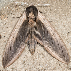 Sphinx drupiferarum