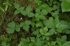 Rubus humulifolius