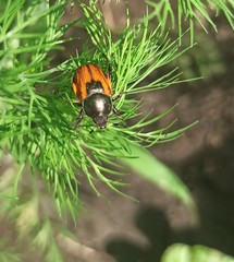 Anisoplia austriaca