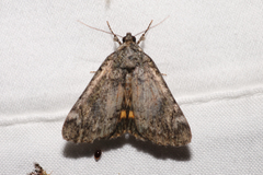 Catocala minuta