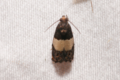 Epiblema tripartitana