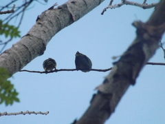 Eupsittula canicularis