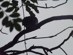 Glaucidium brasilianum