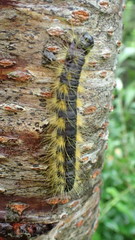 Phalera flavescens