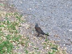 Turdus pilaris
